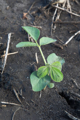 soybean in V2 stage - second trifoliate