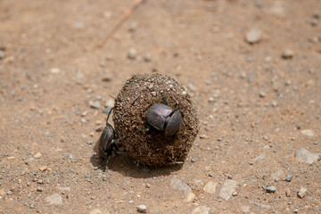 Dung beetle on a ball of dung