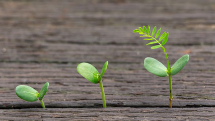 Agriculture planting seeding growing,  Business growht up concept