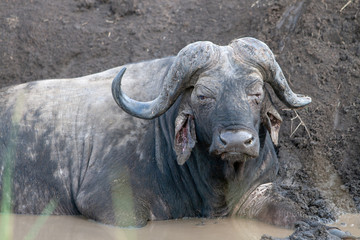 Obraz premium Afi\African buffalo in mud