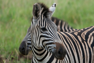 Naklejka premium Plains zebra, also known as the common zebra or Burchell's zebra (Equus quagga) 