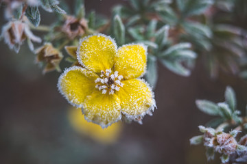 Frosty morning. Flowers and leaves in hoarfrost. Frozen plants. The first frost in the fall. Macro photo of plants.