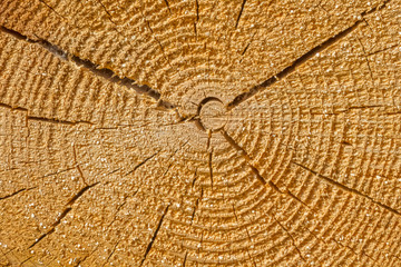 section d'un tronc d'arbre avec anneaux de croissance en cercles concentriques