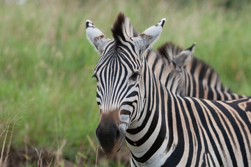 Plains zebra, also known as the common zebra or Burchell's zebra (Equus quagga)