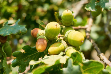 Close-up of green and orange colored acorns on an oak tree with green leaves in autumn