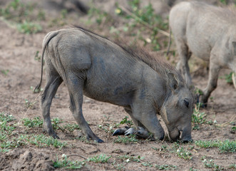 young warthog eating on knees