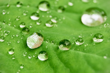 Macro photo of multiple clear water drops on a hairy green leaf     