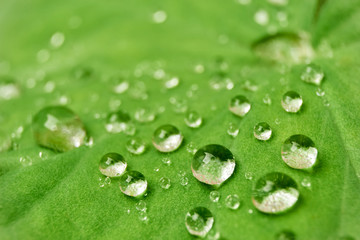 Macro photo of multiple clear water drops on a hairy green leaf     