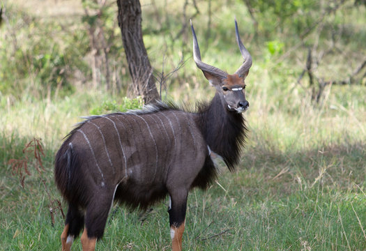 Nyala in the wild