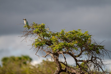 A European roller Coracias garrulus looking out from top of a tree
