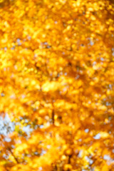 Fall, autumn, leaves background. A tree branch with autumn leaves of a maple on a blurred background. Landscape in autumn season