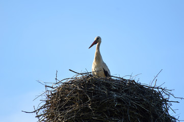 stork in the nest