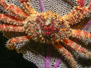channel clinging crab,Mithrax spinosissimus