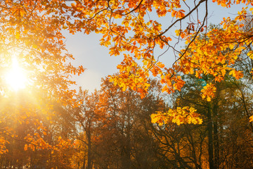 Fall, autumn, leaves background. A tree branch with autumn leaves of a maple on a blurred background. Landscape in autumn season