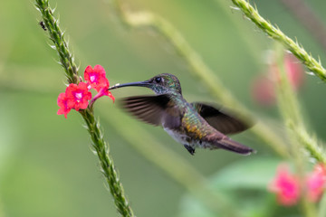 Hummingbird(Trochilidae)Flying gems ecuador