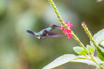 Hummingbird(Trochilidae)Flying gems ecuador
