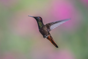 Hummingbird(Trochilidae)Flying gems ecuador