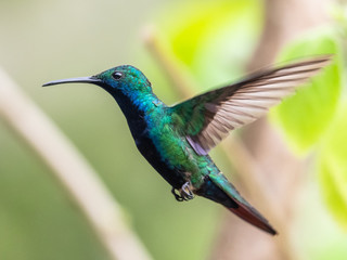 Hummingbird(Trochilidae)Flying gems ecuador