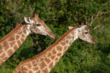 Two giraffes in the wild