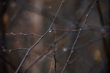 the natural background - rainy autumn day