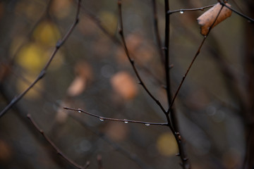 the natural background - rainy autumn day