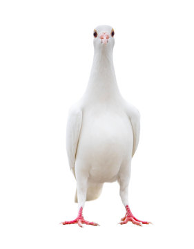 full body of white feather pigeon bird isolated white background
