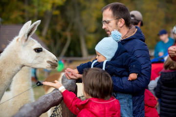 Sweet cute toddler child, feeding lama on a kids farm © Tomsickova