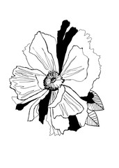 Hand drawn vector illustration of black poppy on a white background