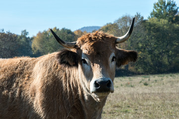 portrait d'une vache dans un pr&eacute;