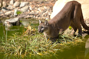 Fototapeta premium Kobieta Cougar - Puma - Mountain Lion - Panther stojąca na brzegu wody, właśnie po wypiciu drinka