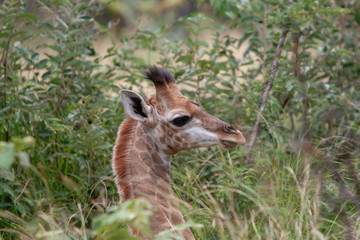 Portrait of baby giraffe