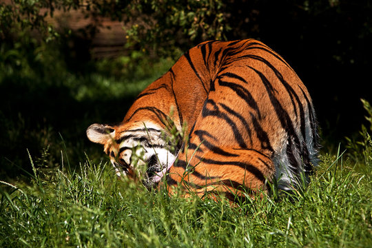 Bengal Tiger grooming herself