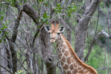 Baby giraffe in the wild