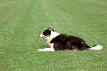 Black and white Border Collie , side view, laying on grass