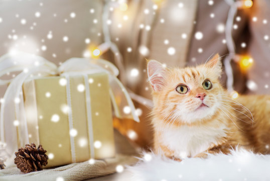 Pets, Christmas And Hygge Concept - Red Tabby Cat On Sofa With Present At Home Over Snow