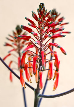 Close up of an Aloe plant's flowers.