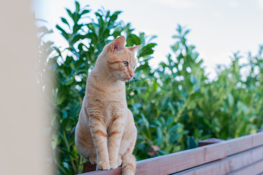 gatto rosso in equilibrio su una staccionata in legno teak davanti ad una siepe di laurus