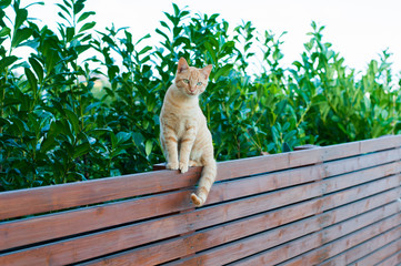 gatto rosso in equilibrio su una staccionata in legno teak davanti ad una siepe di laurus