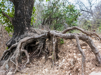 Obraz premium Exposed roots of a tree in Austin, Texas.