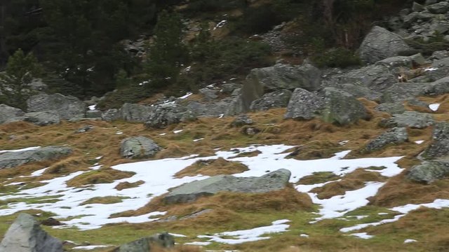 Few chamois running towards a hill with rocks and snow.