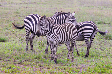 Zebra in the Savannah / Zebra in the Savannah of the national Park, Ngorongoro conservation area