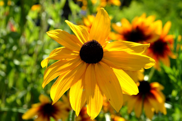 orange flower