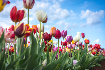 Multi-Color Tulips Garden