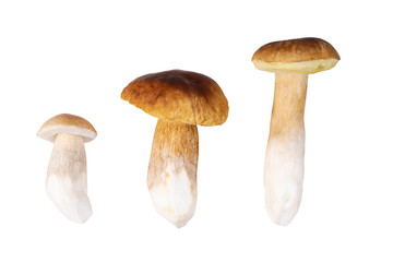 Three mushrooms collected in a forest isolated on a  white background. Boletus edulis, penny bun, cep or porcini.