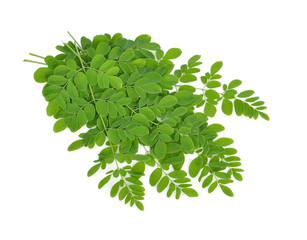 Fototapeta premium Moringa oleifera leaves on white background