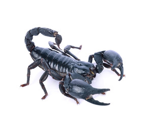 Scorpion of a white background.
