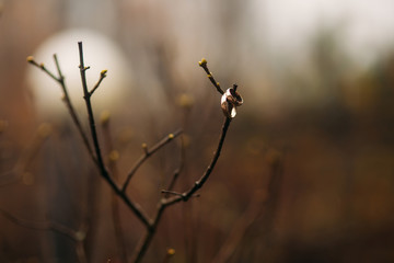 Rings on a branch of a tree. Wedding accsessories