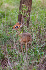 Fototapeta premium Steinbuck Sharpe antelope / Dwarf antelope of the family of bovids - Sharpe's Grysbok