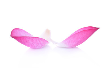Closeup on lotus petal on white background