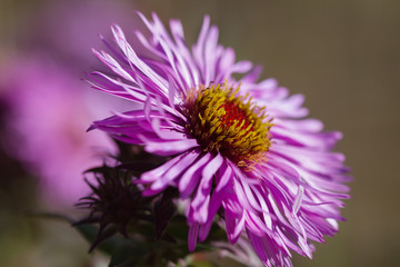 Purple flowers of asters.